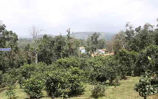 普洱茶的种植地及其特点：全球范围内的种植区域及对环境的影响