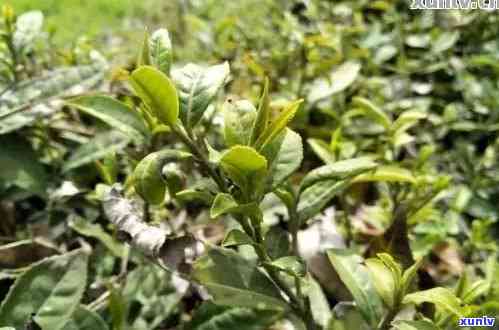 普洱茶在山东种植吗