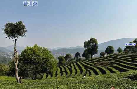 普洱茶在山东种植吗