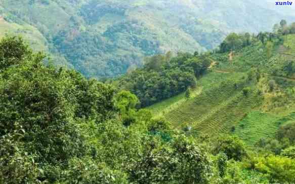 云南普洱茶种植基地：探索古树茶与科技结合的新时代