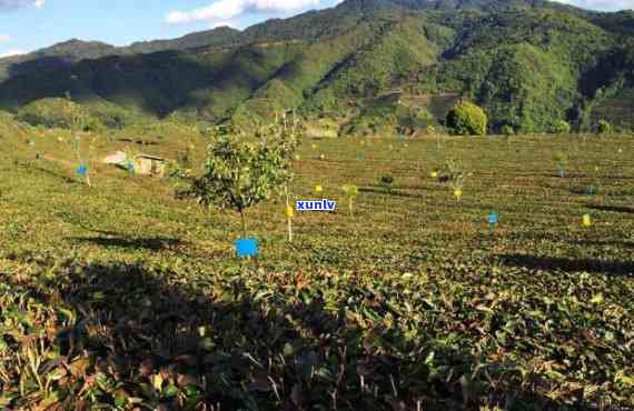 云南普洱茶种植基地：探索古树茶与科技结合的新时代