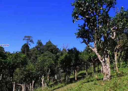 云南普洱茶种植基地：探索古树茶与科技结合的新时代