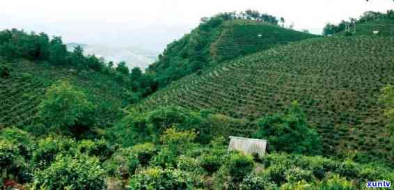 普洱茶叶基地地址及有哪些？