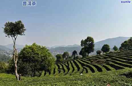 普洱茶种植联系 *** 