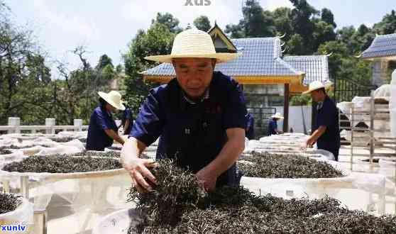 普洱制茶大师名单：顺义、张旭等，他们有哪些特点和经验值得学？