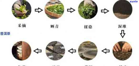 探究普洱生茶的魅力：从叶到工艺流程的精 *** 