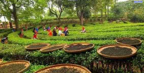 普洱茶的产地及 *** 工艺：了解普洱茶的起源与品质