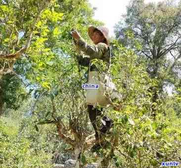 从种植到 *** 的全过程：普洱茶的实验报告探究