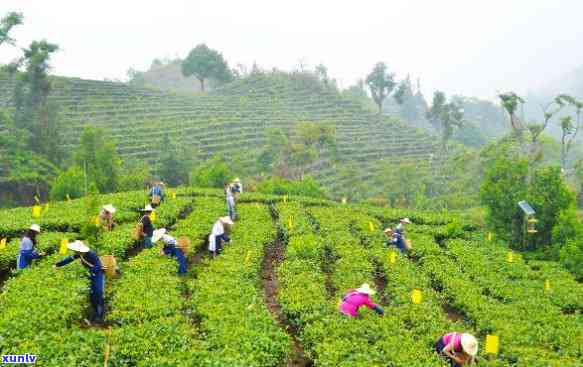 大益普洱茶栽培种植