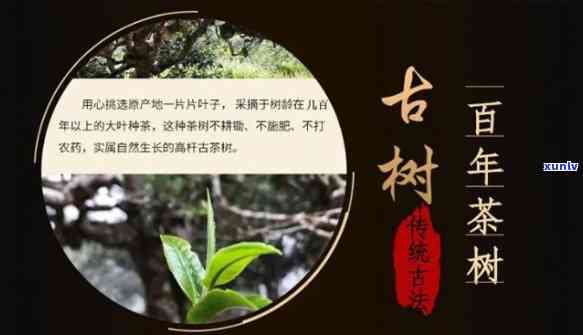 古树普洱茶十年典藏