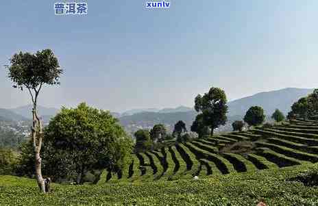 普洱茶种植最多的地方在哪里？