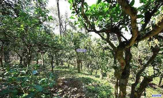 普洱茶种植基地地址及信息汇总