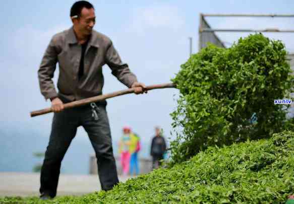 全面解析：如何选择、使用和维护压普洱茶的机器