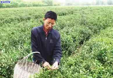 吉安市茶叶场位置与详细导航，一站式解决您的茶叶采购需求