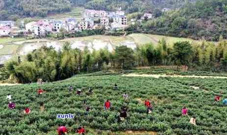 吉安市茶叶场位置与详细导航，一站式解决您的茶叶采购需求