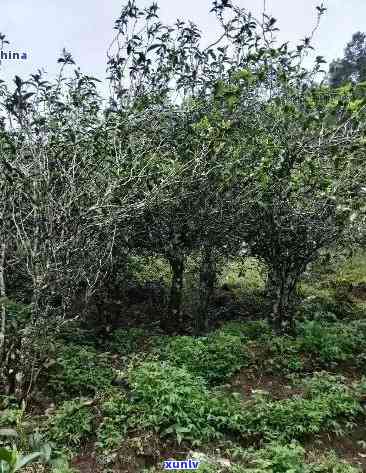 普洱茶大叶种茶的种植技术与实践：从土、肥到采摘与 *** 全解析