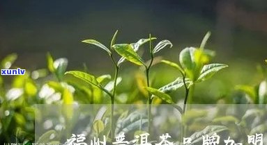 新福州普洱茶加盟店招商：全方位解答加盟支持、费用、投资及盈利等关键问题