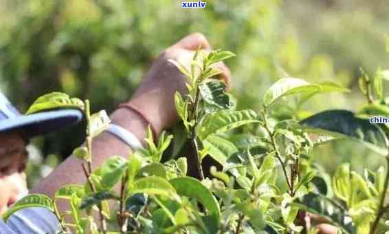 全面解析：普洱茶种植地及其特点，助您挑选优质茶叶