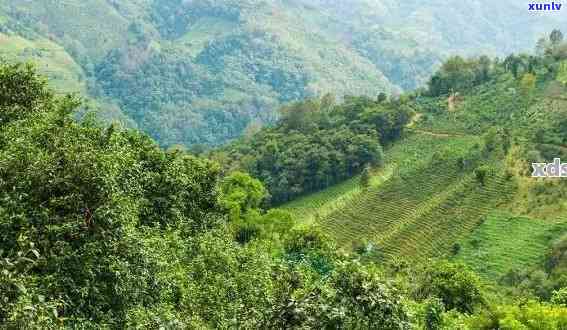 全面解析：普洱茶种植地及其特点，助您挑选优质茶叶