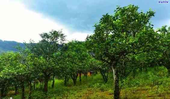 全面解析：普洱茶种植地及其特点，助您挑选优质茶叶