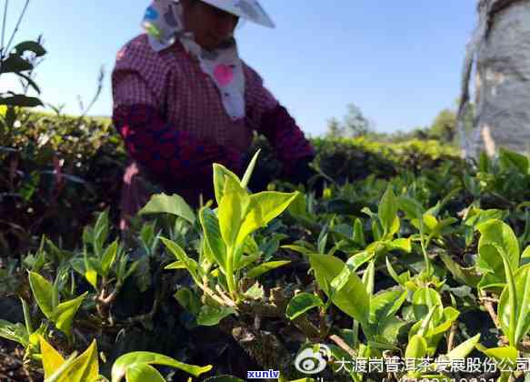 国营大渡岗普洱茶厂