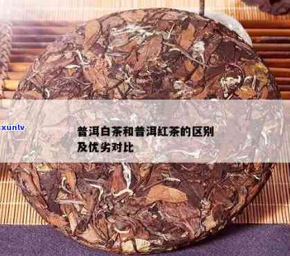 白茶普洱茶：对比区别、降糖功效及红茶差异解析