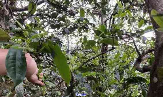 古树普洱熟茶冰岛茶最新报价：一斤多少钱？批发价格分析