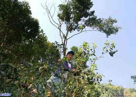 国内高端普洱茶招商网： 加盟方案，平台渠道一应俱全