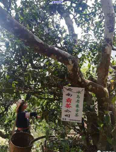 广西南普洱茶古树茶渠道招商及批发 *** 咨询