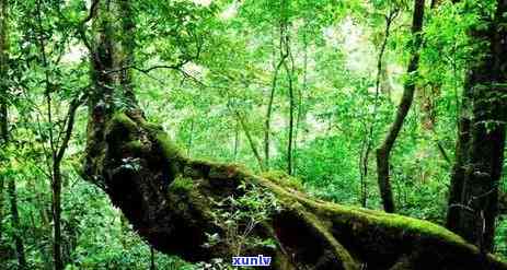 陈年普洱茶的产地：云南临沧及其周边地区的优质茶树生长环境与特点