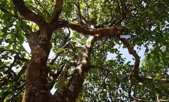 揭秘普洱茶山头：哪个山头的冰岛古树茶最独特，滋味与口感甜润？