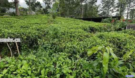 种植普洱茶怎么提高