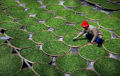 普洱茶福建产地正品发货，有没有福建产的普洱茶？