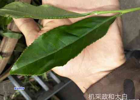 浙江绍兴茶叶品种大全：了解各种茶品的特点、产地与冲泡 *** 