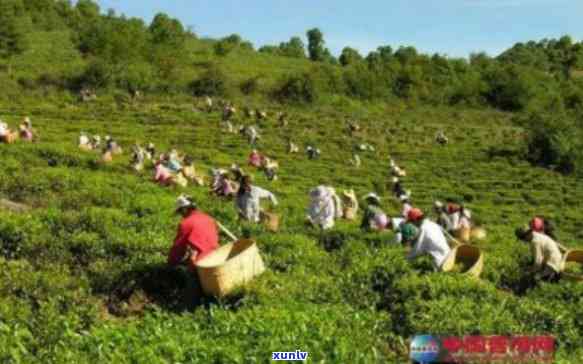 普洱茶企业：从茶叶种植到市场销售的全方位解析