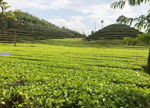 普洱茶企业：从茶叶种植到市场销售的全方位解析