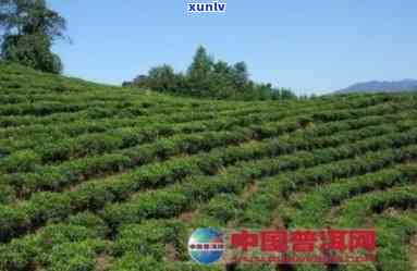 普洱茶企业：从茶叶种植到市场销售的全方位解析