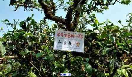 冰岛古树茶普洱茶价格：最新参考价及优信息