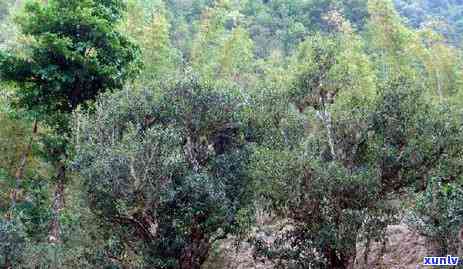 云南文山普洱茶产地：探索全球顶级茶叶的原生态种植地及其特色文化