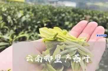 云南文山产茶叶吗？有哪些主要品种和产地？文山的茶叶与茶厂信息。