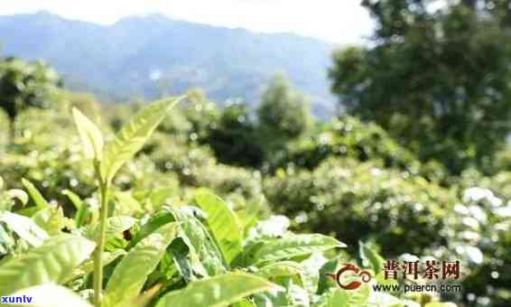 云南文山产茶叶吗？有哪些主要品种和产地？文山的茶叶与茶厂信息。