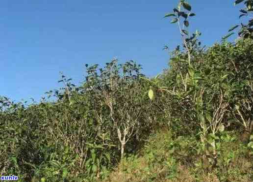 云南文山种植普洱茶