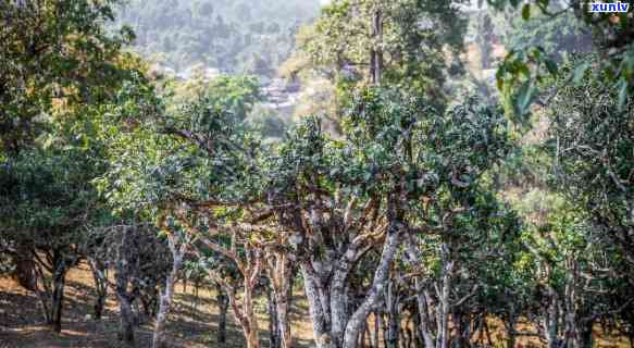 云南文山种植普洱茶