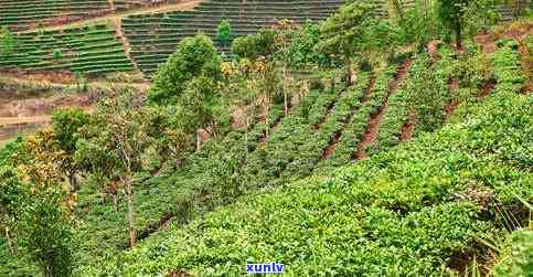 云南文山种植普洱茶