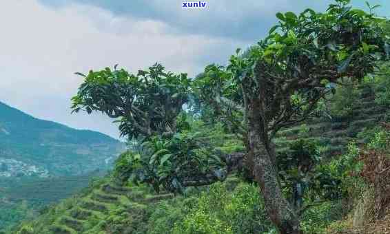 普洱茶种植海拔：云南普洱茶生长高度解析