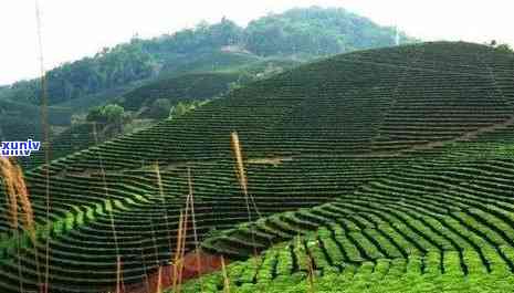 普洱茶种植海拔高度范围：种植条件与产量影响因素解析