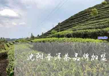 沈阳普洱茶渠道招商：哪些地方、公司可合作？