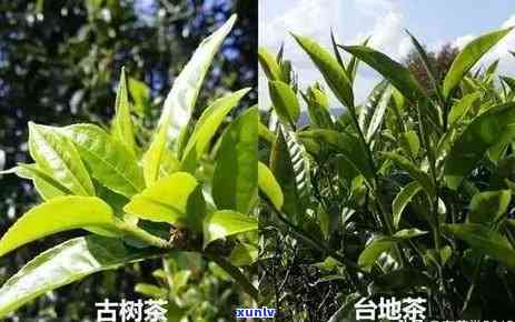 北京神州茶叶招商：优质普洱茶加盟，详情请咨询 *** 