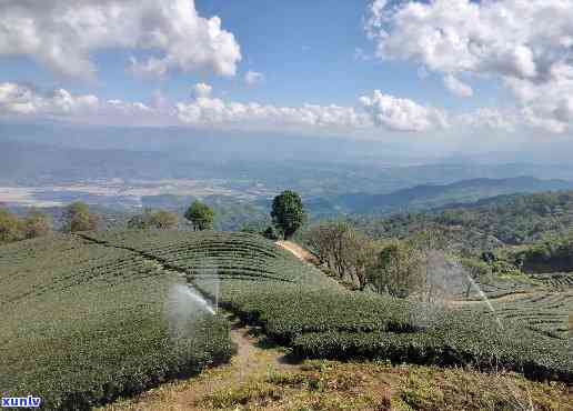 洱海普洱茶种植基地