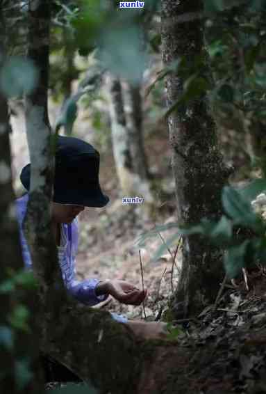 冰岛独特土培育的普洱生茶：健益处与医生推荐的秘密